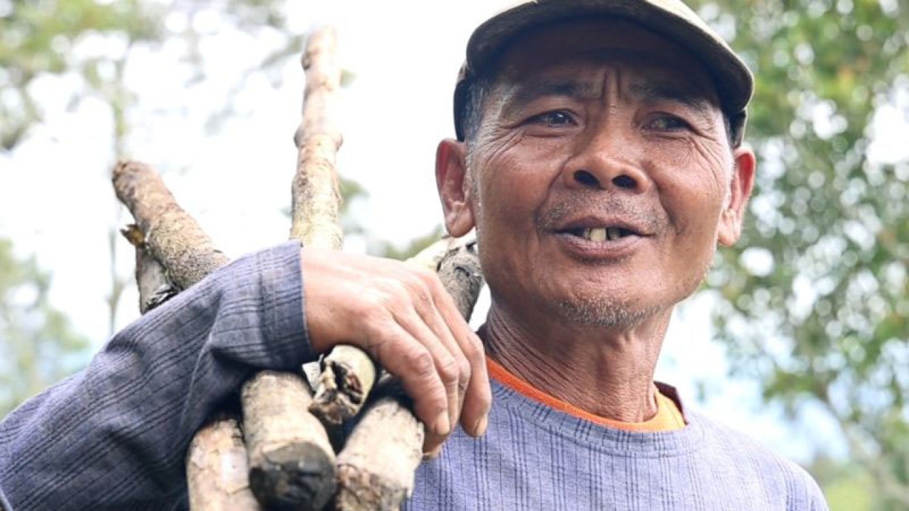 Abu erupsi Gunung Marapi menempel di tanaman warga petani di Kabupaten Tanah Datar, Sumbar, Rabu (11/1/2023). (FOTO ANTARA/Etri Saputra)