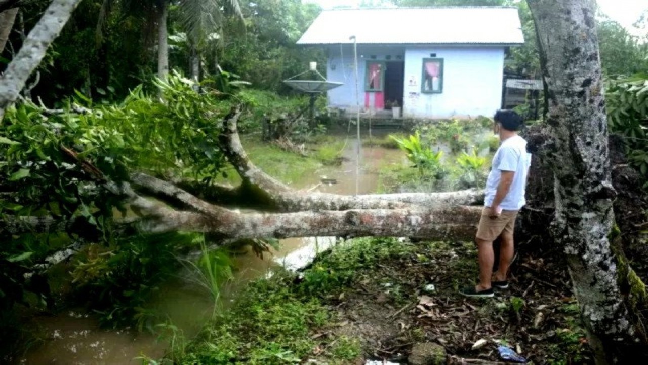 Angin kencang robohkan pohon di Tanjung Palas belum lama ini. (Iskandar Zulkarmaen/Antara)
