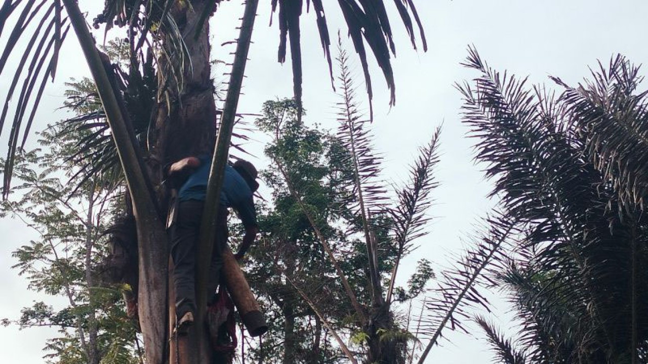 Petani aren di Desa Belitar Seberang, Kecamatan Sindang Kelingi, Kabupaten Rejang Lebong tengah menyadap nira dari tanaman aren guna dijadikan gula batok.dok.ANTARA/Nur Muhamad
