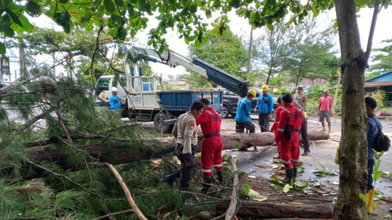 Sejumlah personel mengatasi pohon tumbang di Bengkulu yang terjadi akibat angin kencang, beberapa waktu lalu. ANTARA/Anggi Mayasari