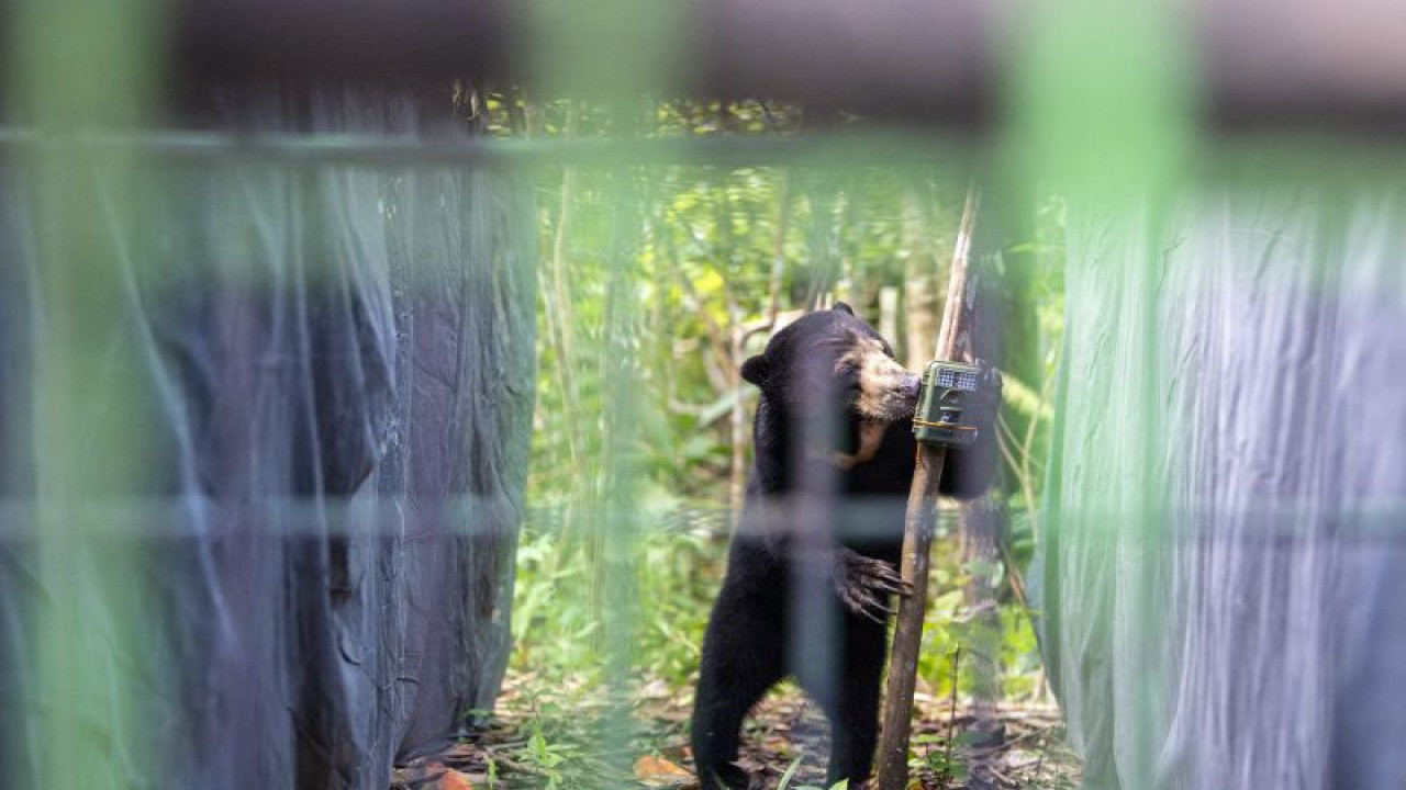 Seekor Beruang madu (Helarctos malayanus) mencari makan usai dilepasliarkan di Kawasan Suaka Margasatwa (SM) Dangku, Musi Banyuasin (Muba), Sumatera Selatan, Rabu (29/6/2022). ANTARA FOTO/Nova Wahyudi/wsj.