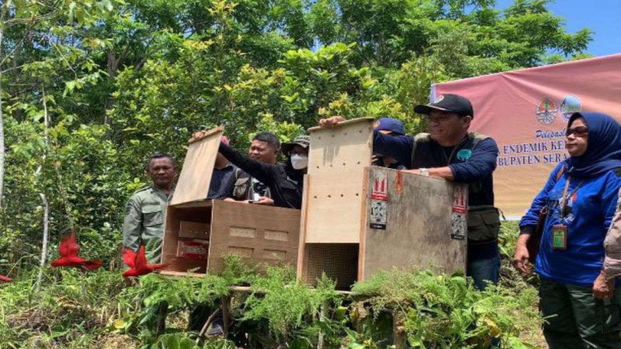 Kepala BKSDA Maluku bersama staf dan Direktur KKHSG Kementerian LHK, saat melepasliarkan satwa endemik Kepulauan Maluku di Hutan Eti, Kabupaten Seram Bagian Barat. ANTARA/HO-BKSDA Maluku