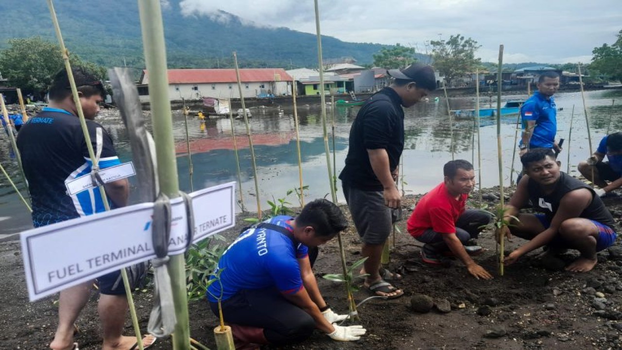 Sejumlah orang menanam mangrove di kawasan pantai Kota Ternate guna mengantisipasi abrasi, Minggu (19/2/2023). ANTARA/Abdul Fatah