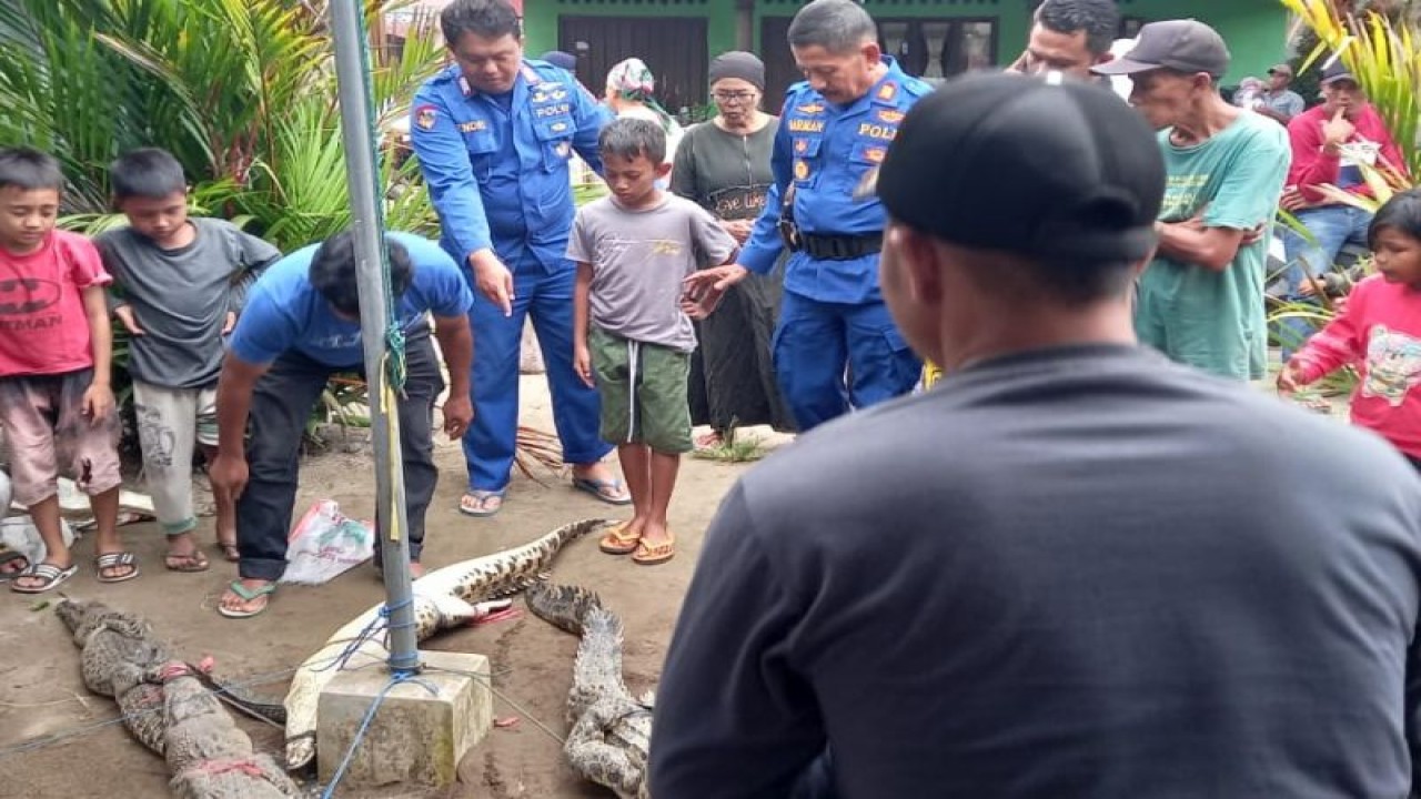Warga sedang melihat secara dekat enam ekor buaya yang telah diamankan. ANTARA