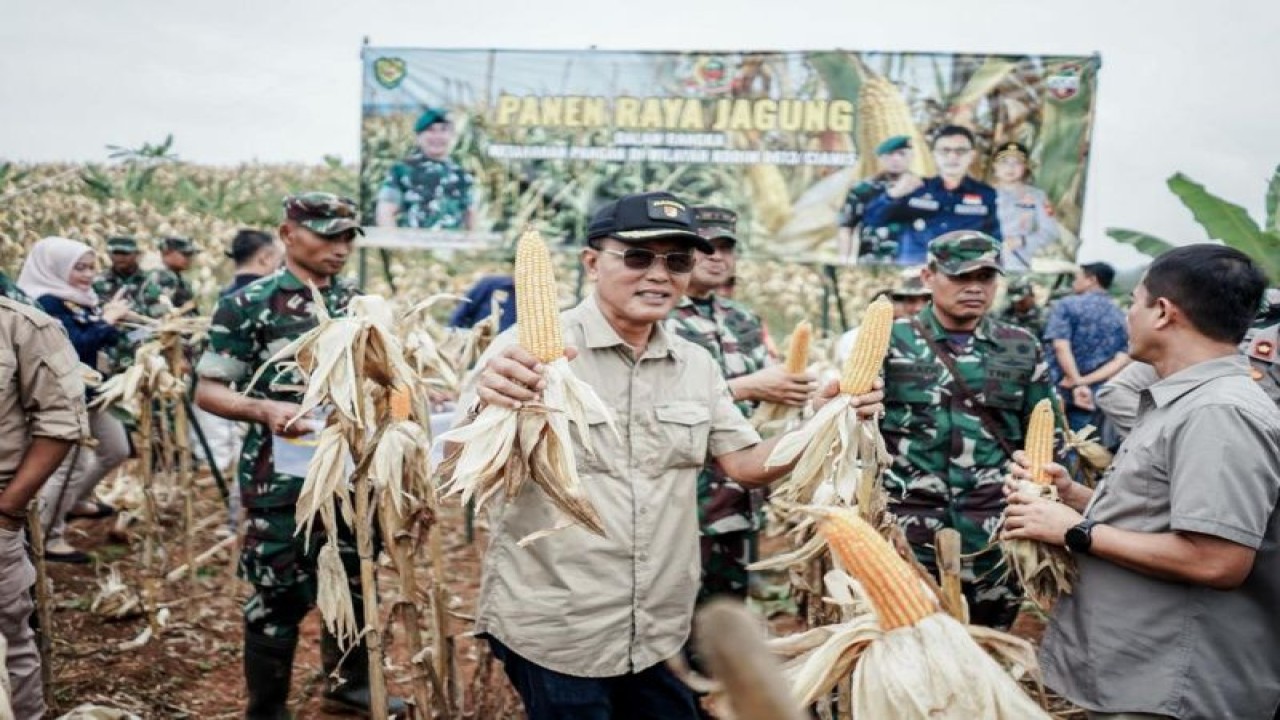 Bupati Ciamis Herdiat Sunarya menunjukkan hasil panen jagung di Dusun Sukajaya, Desa Tanjungjaya Kecamatan Cisaga, Kabupaten Ciamis, Jawa Barat, Rabu (1/2/2023). (ANTARA/HO-Humas Pemkab Ciamis)