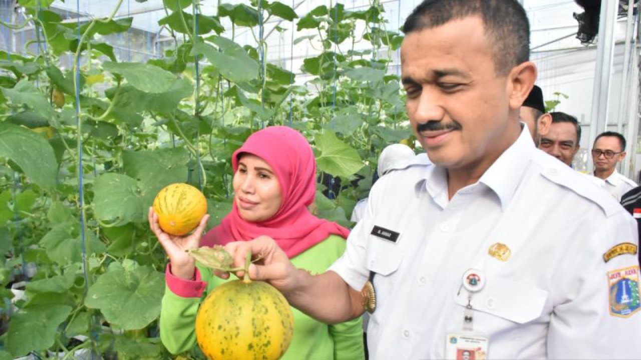 Wali Kota Administrasi Jakarta Timur Muhammad Anwar bersama Ketua Tim Penggerak PKK Diah Anwar saat melakukan panen melon di Green House Pondok Pesantren Ulul Ilmi, Kelurahan Munjul, Kecamatan Cipayung, Jakarta Timur, Rabu (15/2/2023). ANTARA/HO-Kominfotik Jakarta Timur
