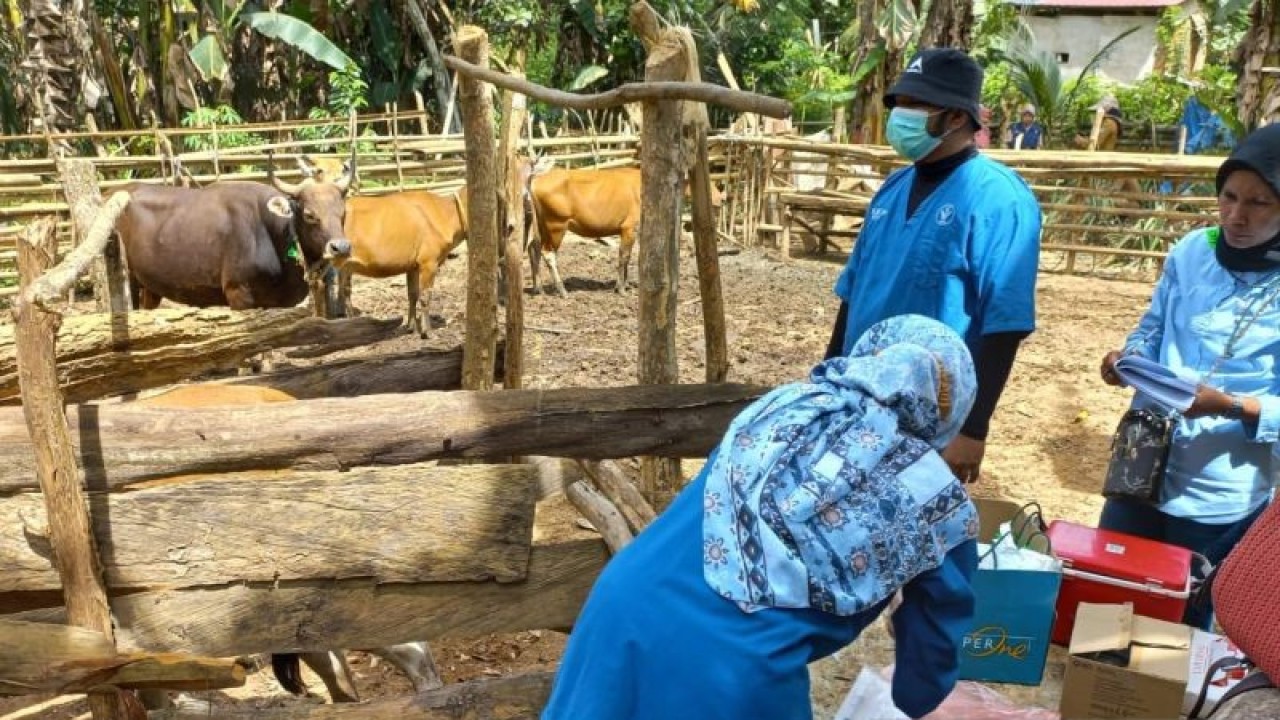 Tim Dinas Pertanian Kota Kendari saat memberikan vaksinasi PMK kepada ternak milik warga. ANTARA/La Ode Muh Deden Saputra.