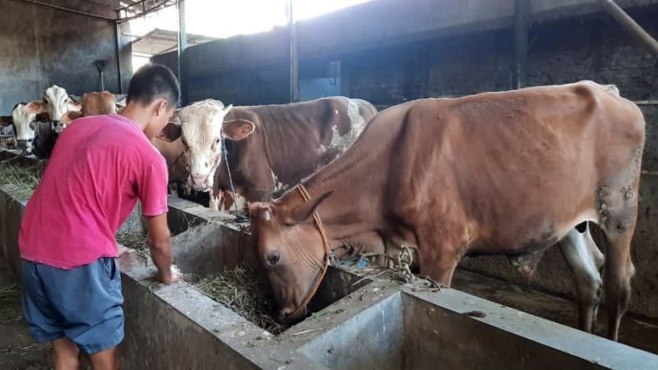 Seorang peternak saat membersihkan kandang dan memberikan makanan kepada ternak sapi di Desa Donohudan Kecamatan Ngemplak Boyolali, Senin (30/1/2023). ANTARA/Bambang Dwi Marwoto.