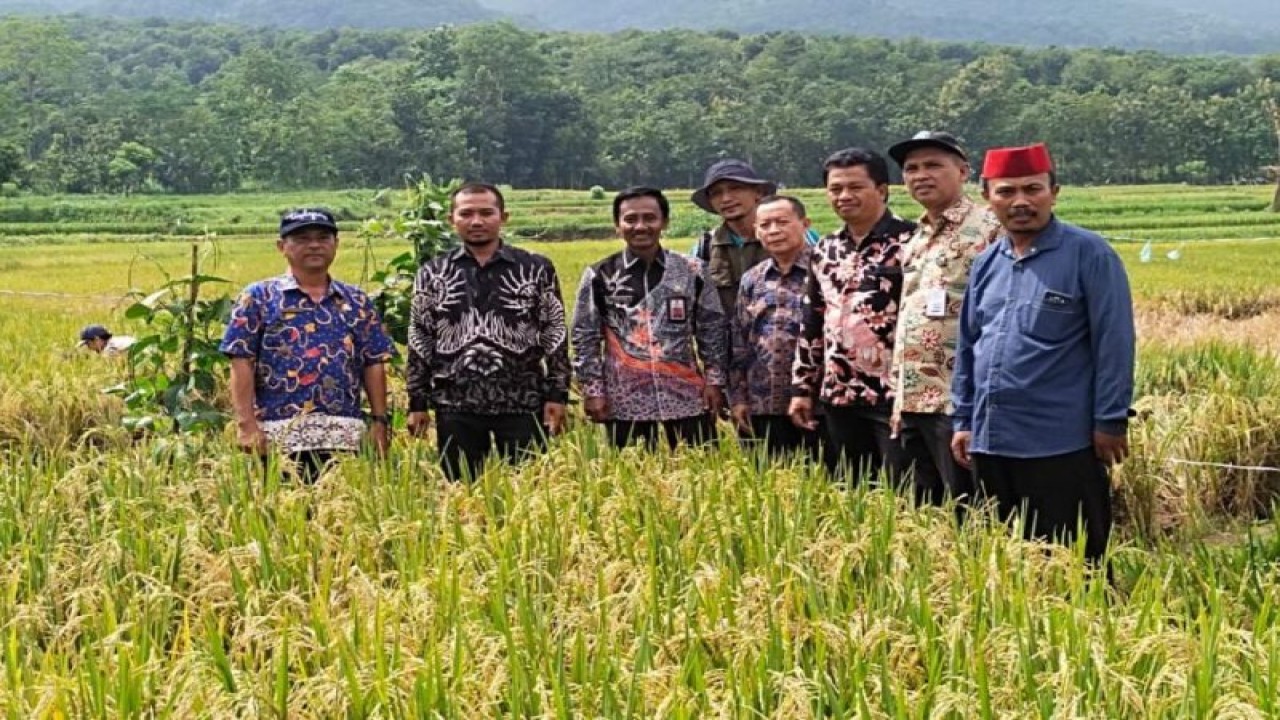 Foto dok. Pejabat DKP Probolinggo memantau lahan pertanian yang akan panen di kabupaten setempat (ANTARA/HO-Diskominfo Kabupaten Probolinggo)