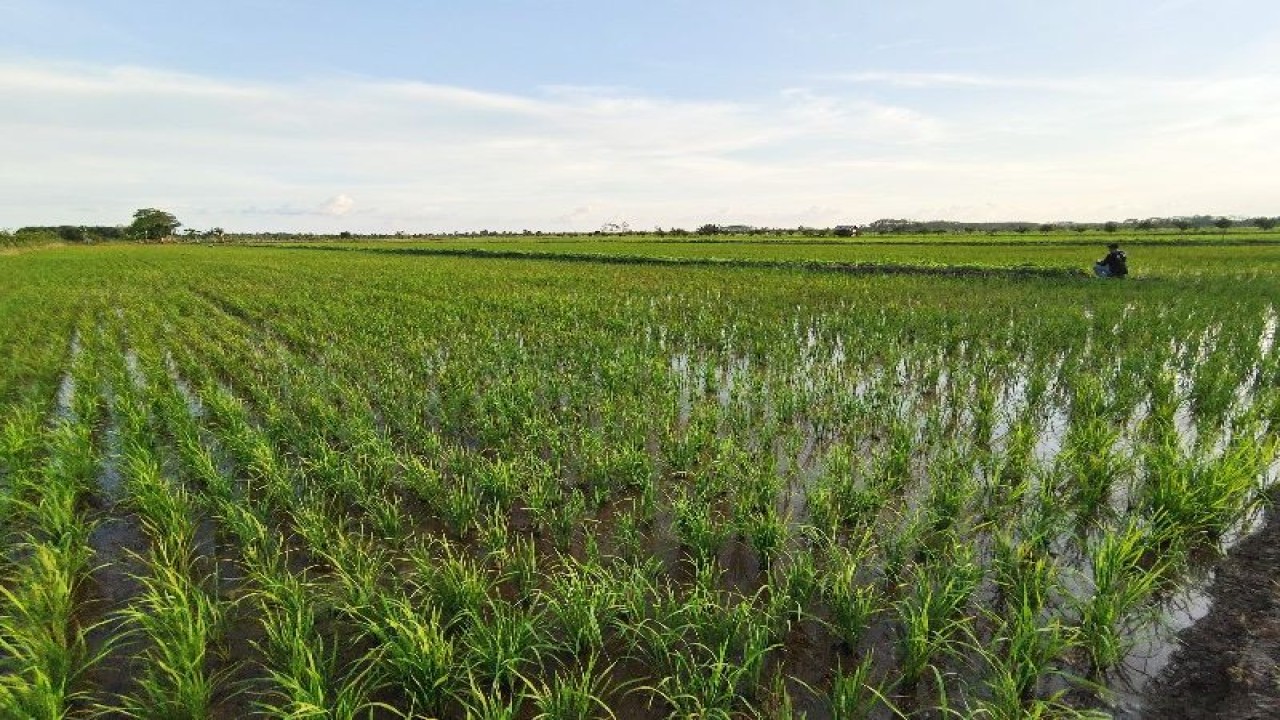 Dokumentasi - Salah satu areal pertanian di kawasan Food Estate di Kabupaten Pulang Pisau, Kalteng. ANTARA/Muhammad Arif Hidayat.