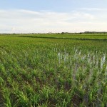 DTPHP Kalteng: Pengembangan Food Estate hadapi sejumlah tantangan-1676880031