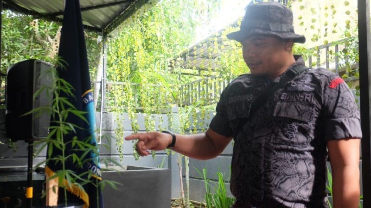 Dua perdu ganja yang disita dari kedua tersangka. (ANTARA/novi abdi)