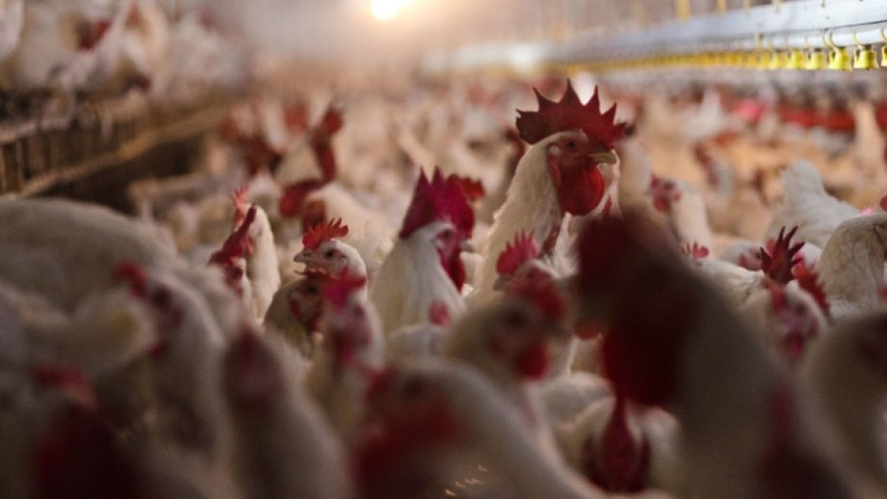 Ilustrasi. Kuba mengonfirmasi kasus pertama flu burung. (Istimewa)