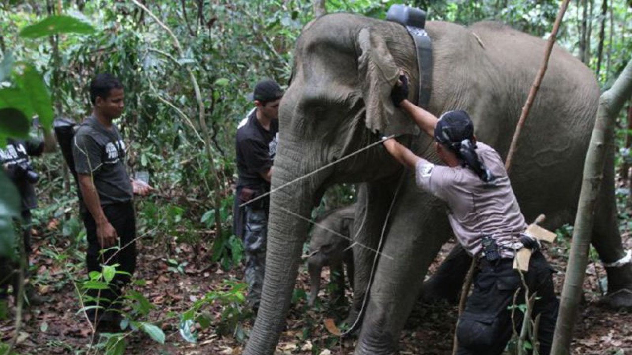 Arsip Foto - Sejumlah tim dari Frankfurt Zoological Society (FZS) memasang collar GPS pada leher gajah liar di hutan kawasan sungai Sakalo, Desa Suo Suo, Jambi, Jumat (26/1/2014). (ANTARA FOTO/Regina Safri)