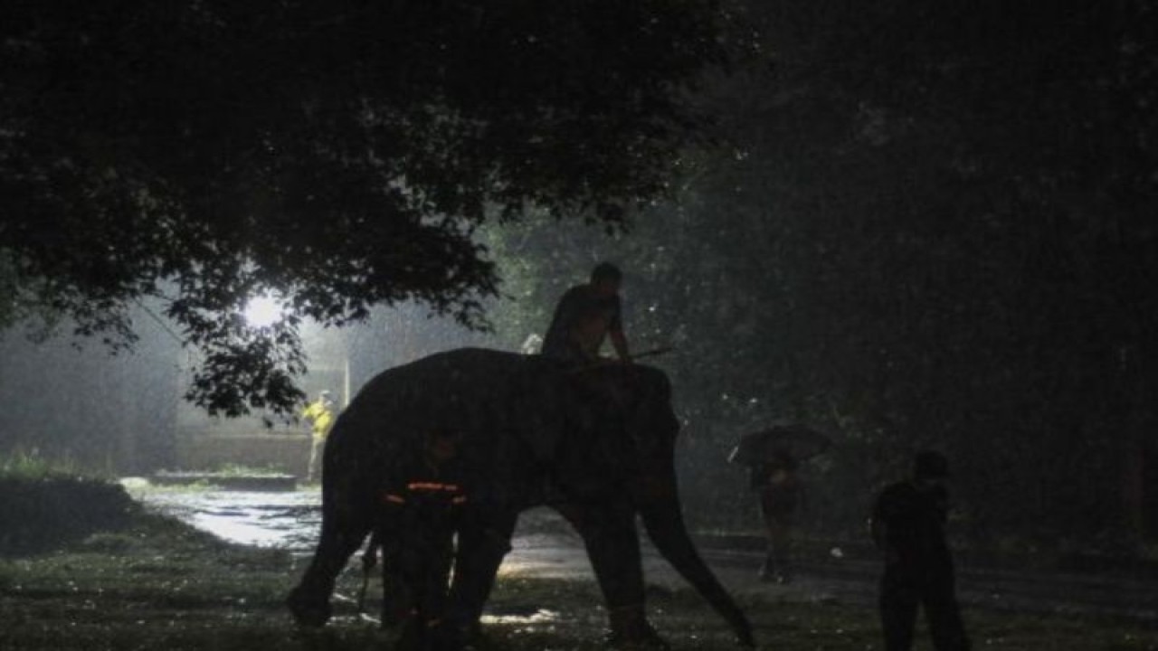 Ilutrasi gajah. (ANTARA FOTO/Wahdi Septiawan/Foc)