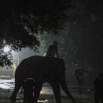 gajah-1676457656