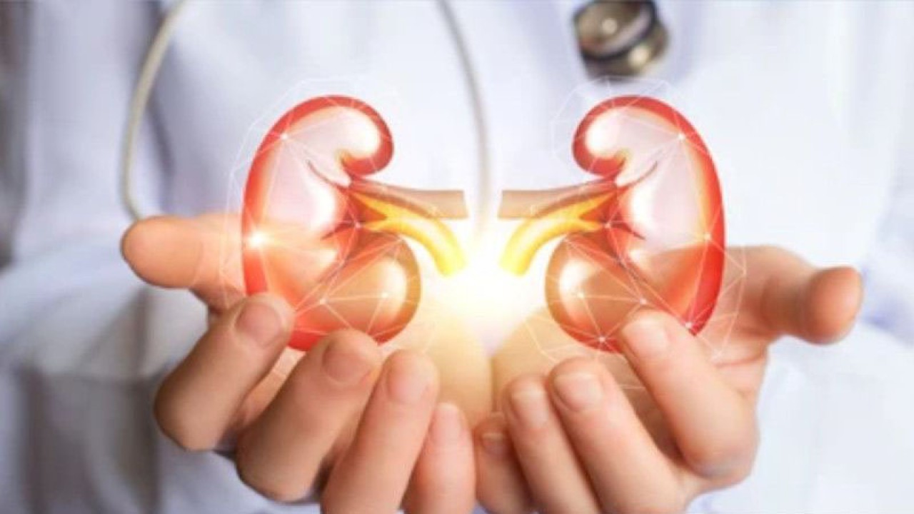 Ilustrasi - ginjal. (ANTARA/HO-Sutterstock).