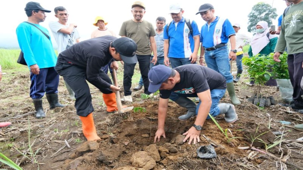 Penanaman tanaman keras di lereng Gunung Ijen oleh Pemkab Banyuwangi untuk penanganan banjir, Selasa (28/2/2023). ANTARA/HO-Humas Pemkab Banyuwangi