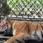 harimau-1675492638