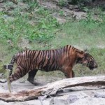 harimau-1675859204