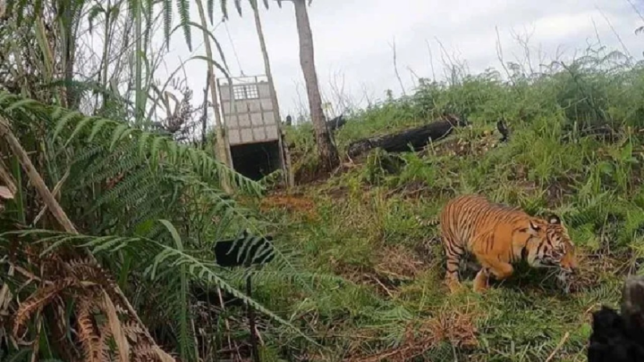 Ilustrasi - Harimau Sumatera saat di lepas liarkan kembali ke habitat di Aceh (ANTARA/HO/BKSDA Aceh)