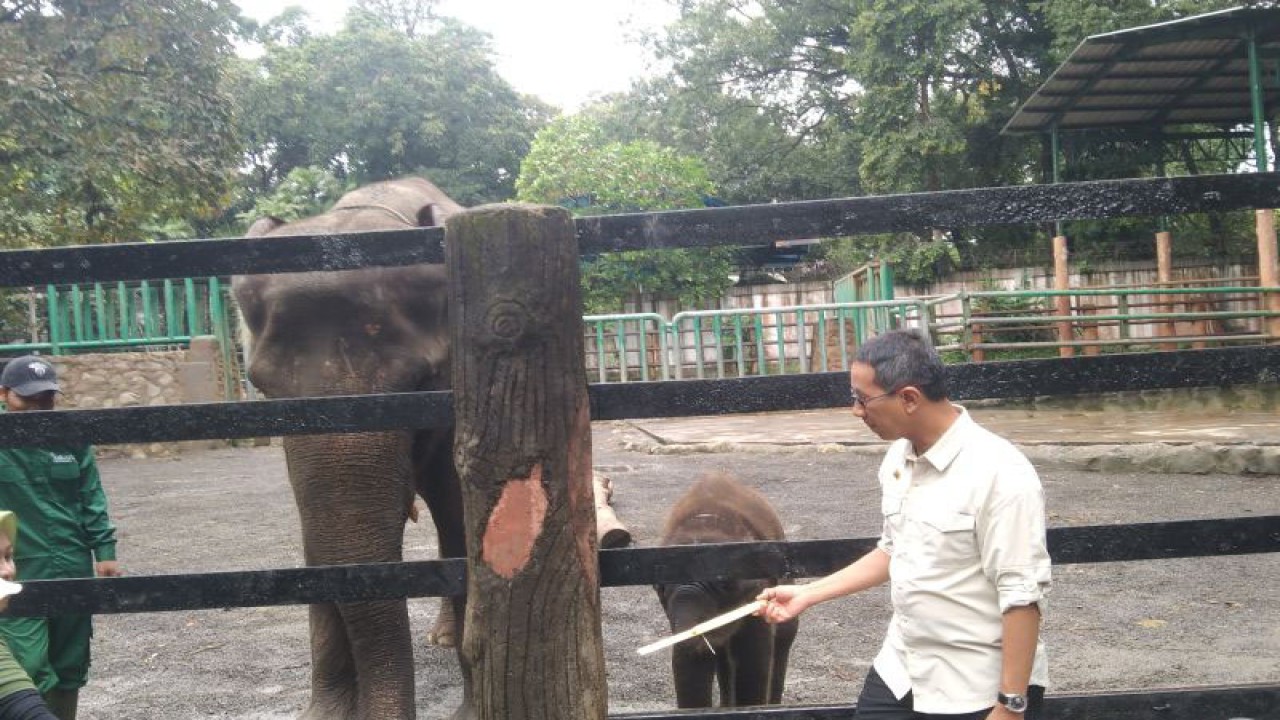 Penjabat Gubernur DKI Heru Budi Hartono memberikan makan gajah di Taman Margasatwa Ragunan, Jakarta Selatan, Jumat (3/2/2023) ANTARA/Dewa Ketut Sudiarta Wiguna
