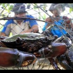 Ilustrasi, PT Timah Tbk mengembangkan budidaya kepiting bakau di Pulau Setunak Kepri. (Antara)-1676523294