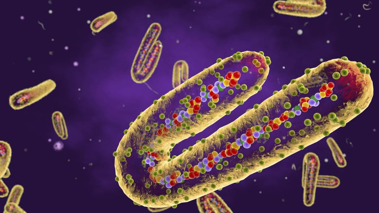 Ilustrasi virus Marburg/ist