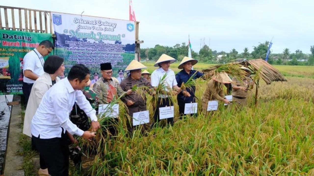 Ilustrasi,Upacara Murok Jerami di Desa Namang Kabupaten Bangka Tengah. (Antara)
