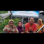 Kaltara genjot penanaman cabai rawit-1676879589