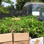 Kaltara surplus cabai rawit hingga Mei 2023-1676879147