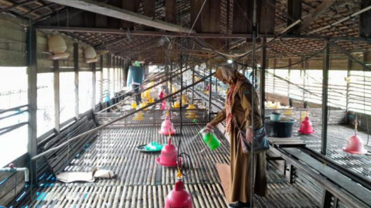 Salah satu petani unggas membersihkan kandang unggas untuk mencegah penularan virus flu burung. (ANTARA/HO-Diskominfo Kalsel)
