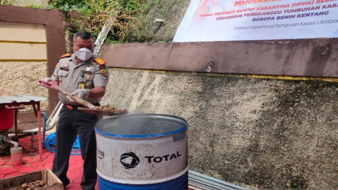 Stasiun Karantina Pertanian kelas I Ambon memusnahkan sebanyak 600 kilogram kentang dan enam ekor ayam karena tidak dilengkapi sertifikat karantina dari daerah asal serta terindikasi membawa organisme pengganggu tumbuhan dan hewan (Antara/DedyAzis)