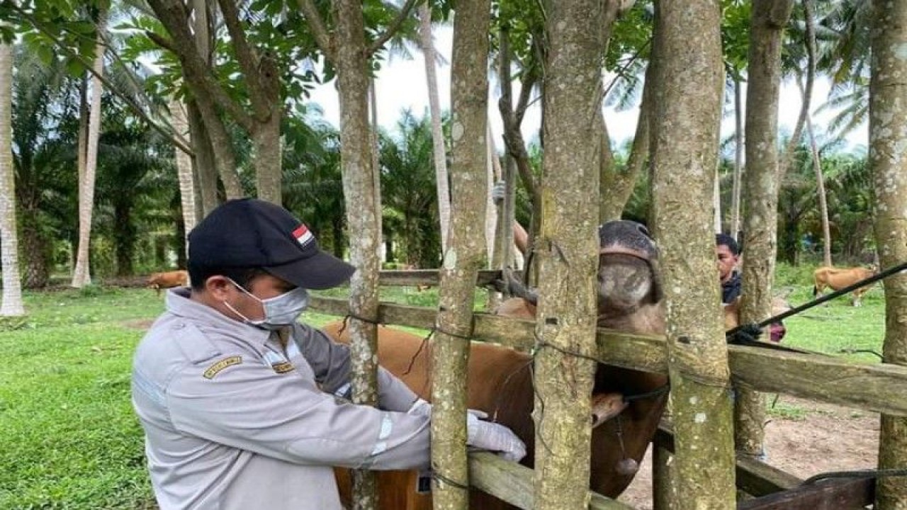 Karantina Pertanian Mamuju Provinsi Sulawesi Barat (Sulbar) bersama Dinas Tanaman Pangan Hortikultura dan Peternakan (TPHP)  melakukan vaksinasi dan pengobatan hewan ternak mencegah virus jembrana, di Mamuju, Minggu (19/2/2023) ANTARA Foto/M Faisal Hanapi