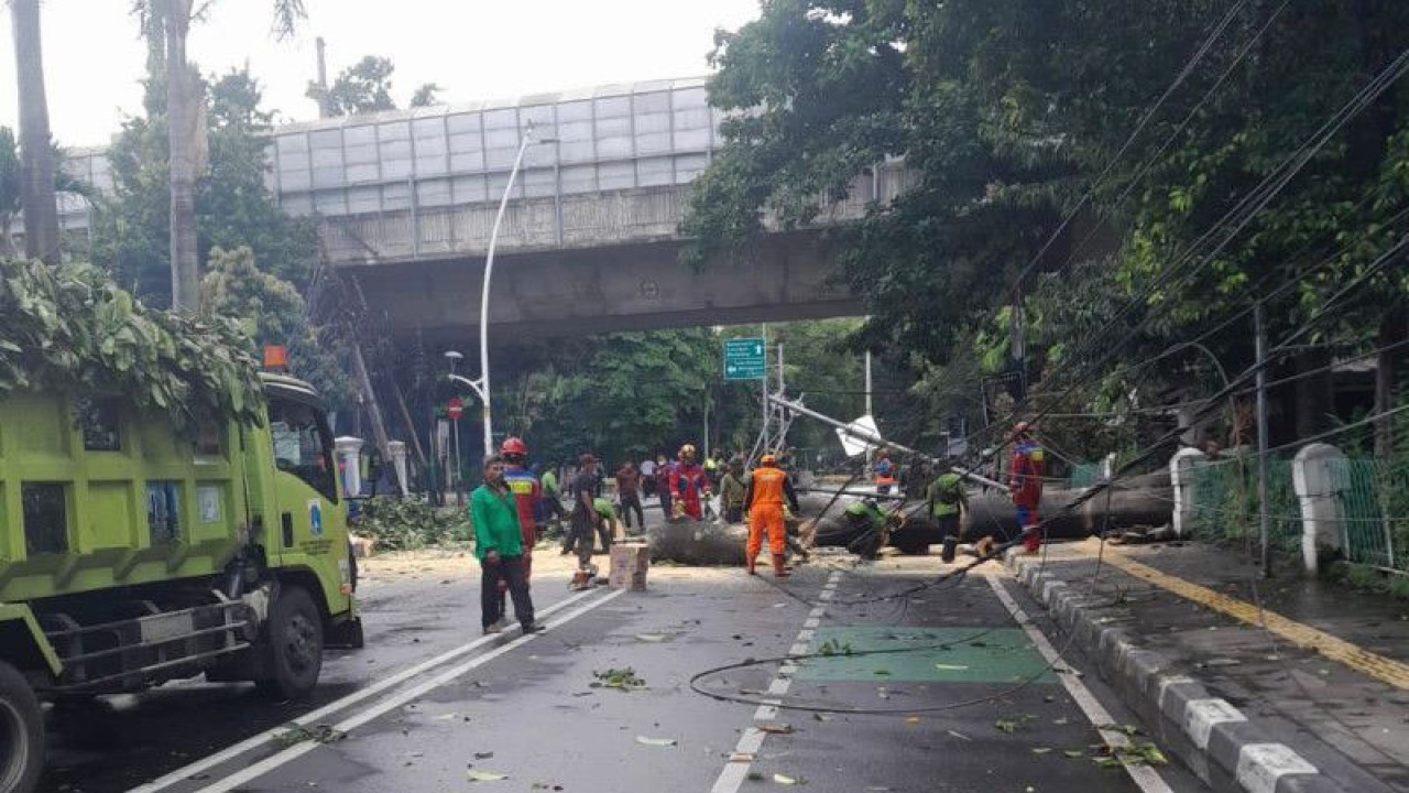 Sejumlah petugas mengevakuasi pohon tumbang di Jalan Cut Mutia, Kebon Sirih, Jakarta Pusat, Kamis (9/2/2023) ANTARA/HO-BPBD DKI Jakarta