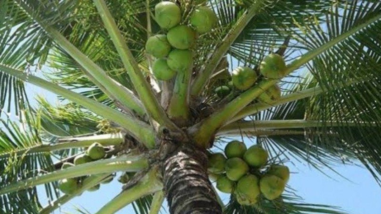 Kelapa menjadi salah satu komoditas unggulan Kabupaten Minahasa Utara. ANTARA (1)