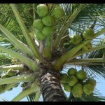 Kelapa menjadi salah satu komoditas unggulan Kabupaten Minahasa Utara. ANTARA (1)-1677389009