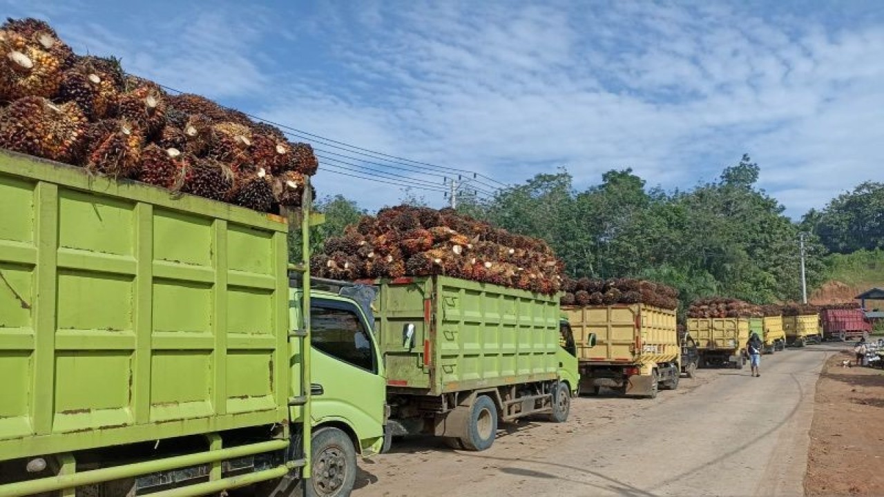 Sektor perkebunan sawit, yang berkontribusi terhadap realisasi pajak Bengkulu pada 2022. ANTARA/Anggi Mayasari