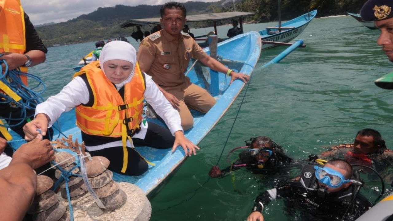 Gubernur Jatim Khofifah Indar Parawansa (kedua kiri) mengambil bibit terumbu karang untuk diserahkan kepada Bupati Trenggalek Mochamad Nur Arifin yang telah siaga di air menggunakan peralatan selam lengkap di perairan Pantai Mutiara, Trenggalek, Selasa (21/2/2023) (ANTARA/HO - Prokopim Pemprov Jatim)