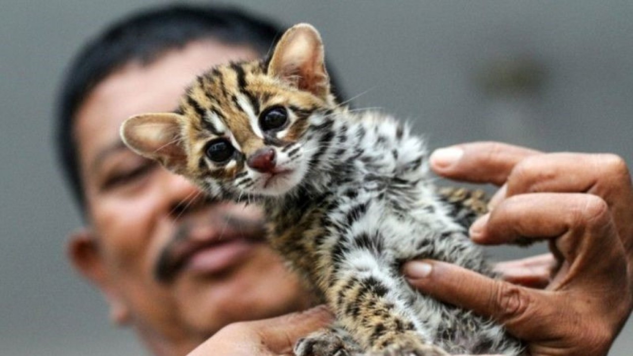 Kucing hutan Kuwuk (ANTARA/HO)