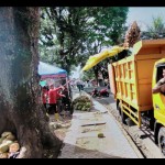 kulit kelapa-1675949029