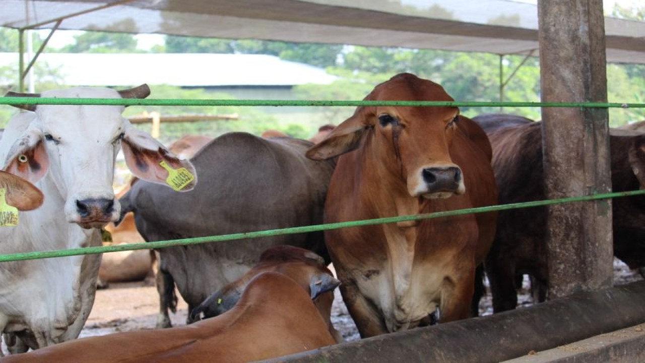 Ilustrasi- Sapi yang ada di penggemukan ternak di Lampung. ANTARA/Ruth Intan Sozometa Kanafi