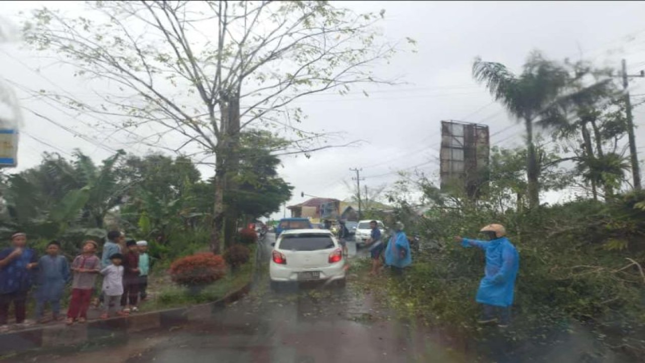 pohon tumbang di jalan lintas Liwa Lampung barat (ANTARA/HO)