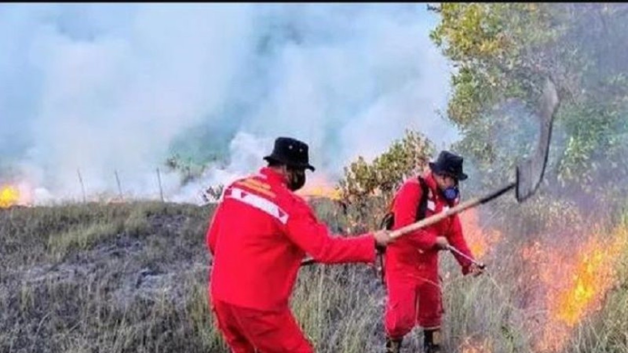 Petugas dari Taman Nasional Rawa Aopa bersama Karhutla saat melakukan pemadaman api di salah satu kawasan Taman Nasional di RawaAopa Watumoha Konawe Selatan. (Foto ANTARA/Azis senong)