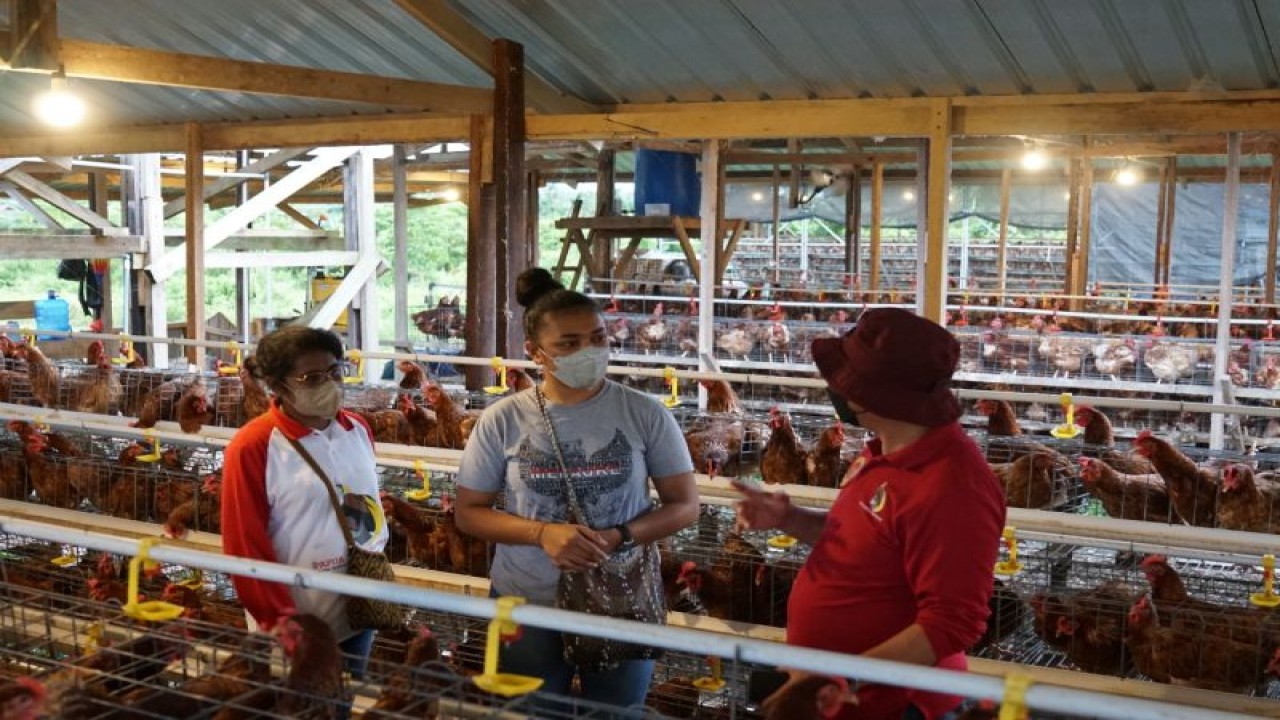 Deputi IV Bidang Intelijen Ekonomi BIN Made Kartikajaya (kanan) yang juga pembina PMI berkunjung di lokasi peternakan milik Maria Fransisca Tambingon (tengah) di Koya Kosso, Distrik Muara Tami, Kota Jayapura, Rabu (8-2-2023). ANTARA/HO-PMI