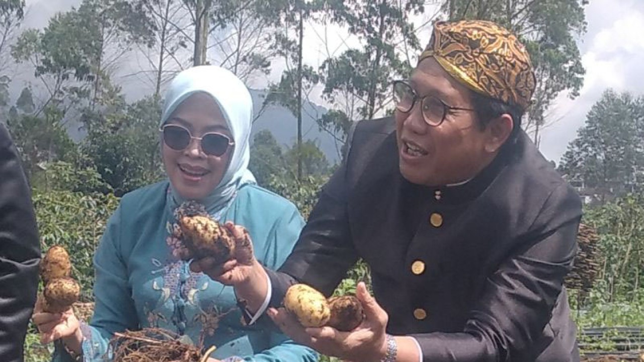 Mendes PDTT Abdul Halim Iskandar (kanan) didampingi istri Lilik Umi Nasriiyah memanen kentang usai seremoni pelepasan ekspor perdana hasil petani binaan BUM Desa Pulosari Handal Pulosari, Kecamatan Pangalengan, Kabupaten Bandung, Selasa (21/2/2023). (ANTARA/ Zubi Mahrofi)
