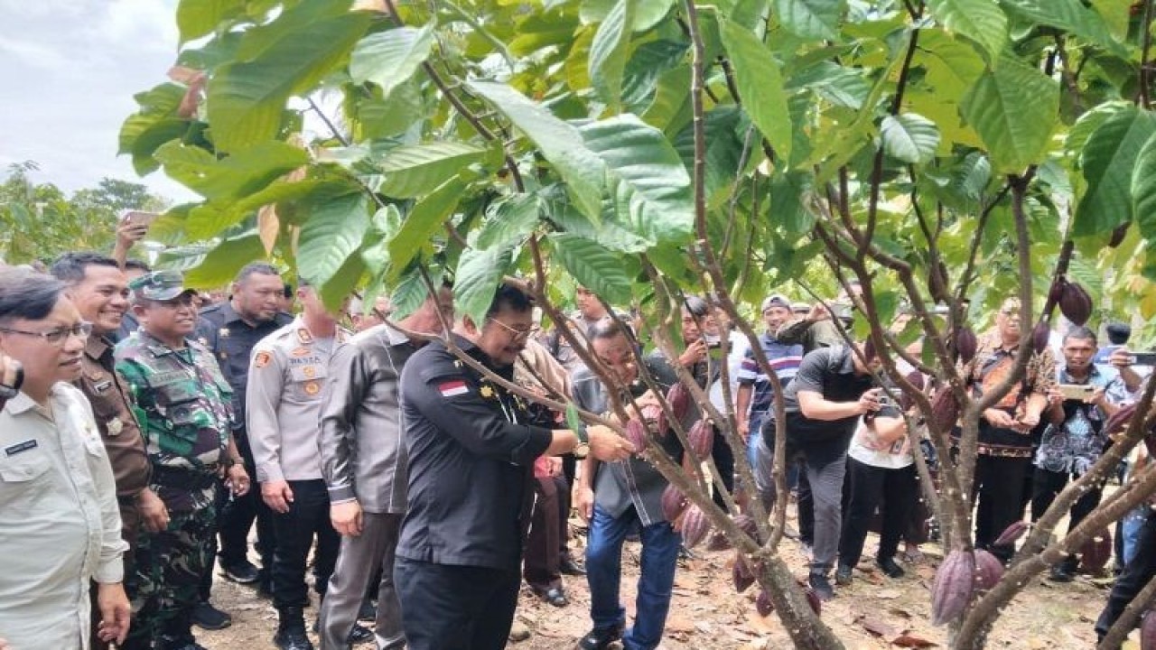 Menteri Pertanian Syahrul Yasin Limpo saat melakukan peninjauan perkebunan kakao milik petani di Desa Konaweha Kecamatan Samaturu Kabupaten Kolaka, Kamis. (Foto Antara/Darwis)