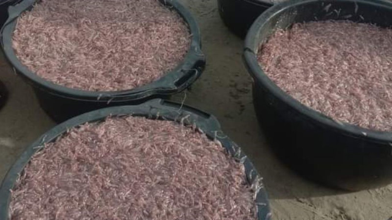 Ikan mungkus hasil tangkapan nelayan di Pantai Indah Mukomuko, Kabupaten Mukomuko, Bengkulu, Senin (13/2/2023). ANTARA/HO.