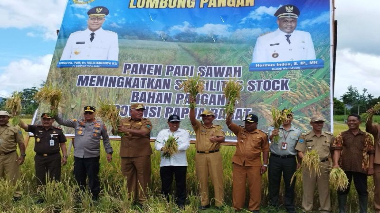 Panen serentak padi beras di Manokwari provinsi Papua Barat (ANTARA/Tri Adi Santoso)