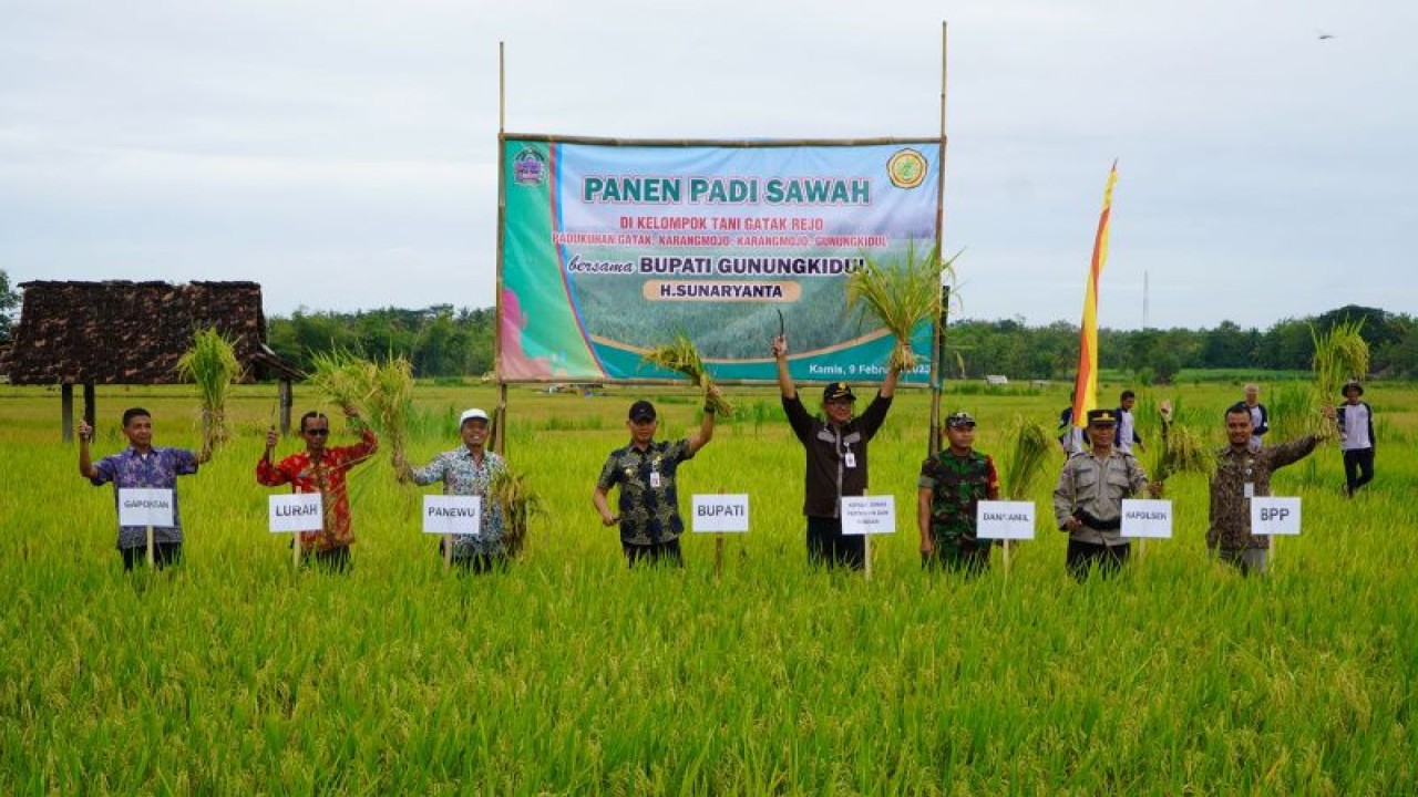 Panen raya padi di Kabupaten Gunungkidul. (ANTARA/HO-Humas Pemkab Gunungkidul)